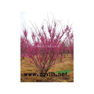 红叶石楠小苗 红叶石楠球 红叶石楠床苗批发 色块苗 绿化苗木