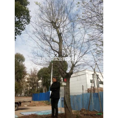 20-30公分移植朴树