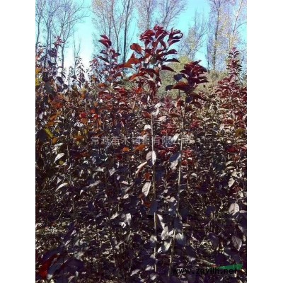 4—5公分红叶李