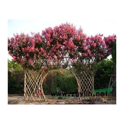 大量供应紫薇花瓶