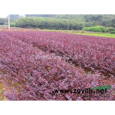 红叶小檗 红叶小檗图片 红叶小檗报价 红叶小檗价格