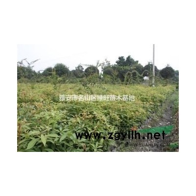 四川金丝楠苗，楠木苗，桢楠苗，桂花苗雅安绿旺苗木*优 ，价格