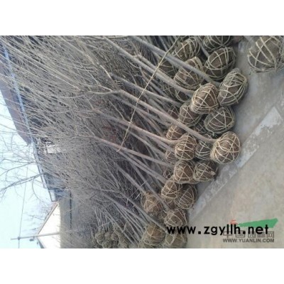 樱花3-4-5-6公分，红叶李 紫叶李1-2-3-4-5-6