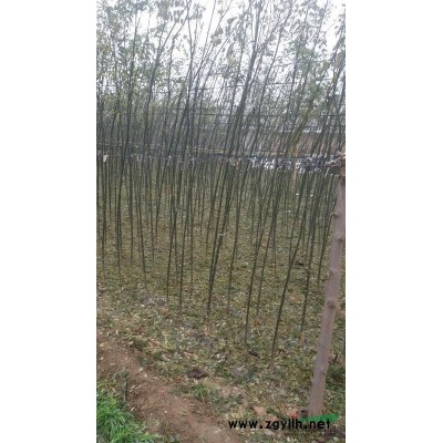 山东济宁市梁山县拳铺镇出:2公分以上国槐树苗，