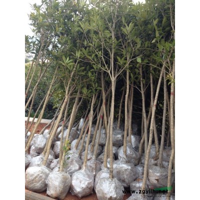 低价处理、丹桂2年床苗，苗高40-80CM