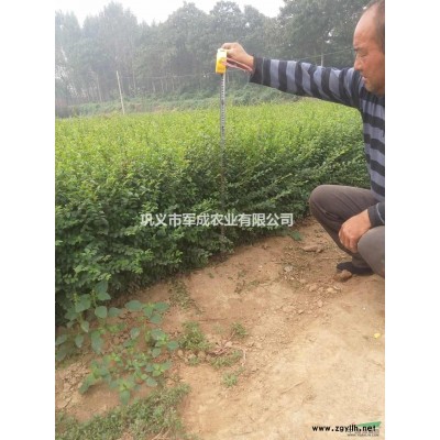 大叶女贞3--5公分  出售10--30元