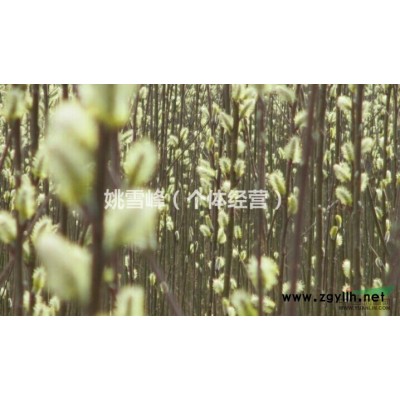 速生黄花柳