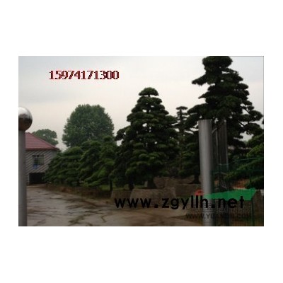 湖南地区供应大茶花.茶花小苗.