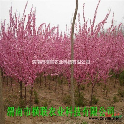 红叶李   规格*，数量充足、品质上乘、价位低廉，成活率高