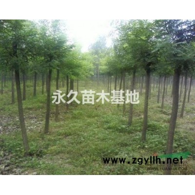 山东国槐今日*新价格