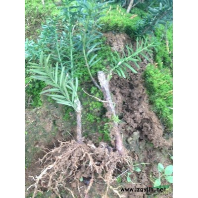 2年曼地亚红豆杉种苗 高度20-40公分价格1.3元