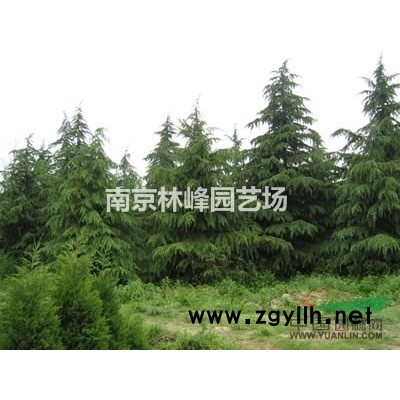 龙柏苗木价格表，龙柏价格报价参考