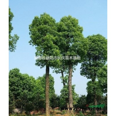 益阳长庆苗木供应多杆香樟