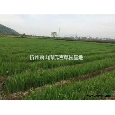 再力花报价/浙江再力花报价