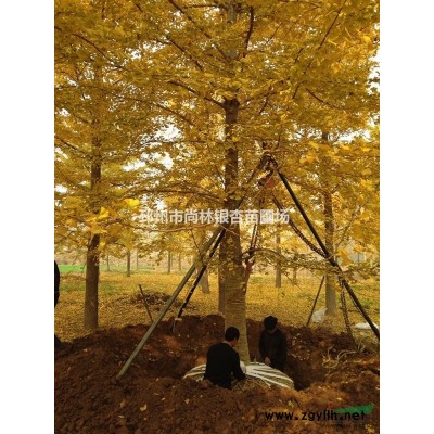 大量供应13-19公分银杏树，货到付款，无中介