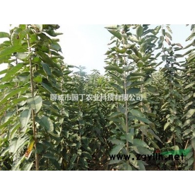 聊城出售矮化樱桃苗