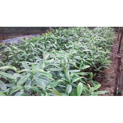 植物大熊猫华盖木