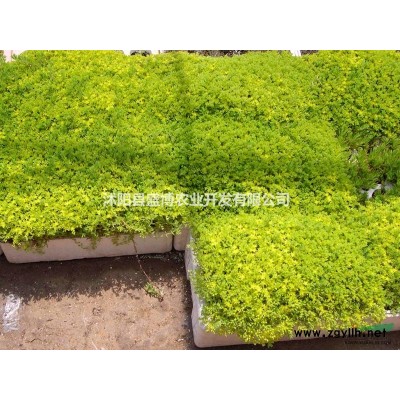 樱花 长寿区樱花价格