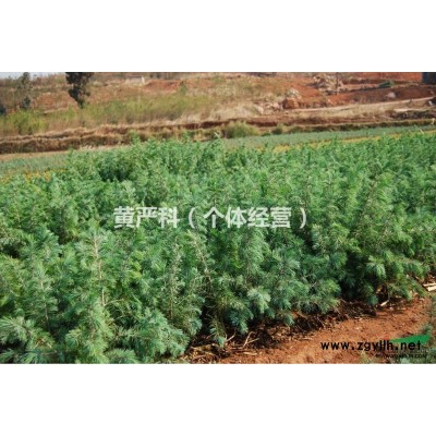 雪松 高度30-60公分 冠径20-30公分．大批量直销