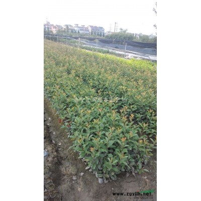 金森女贞容器苗 红叶石楠容器苗