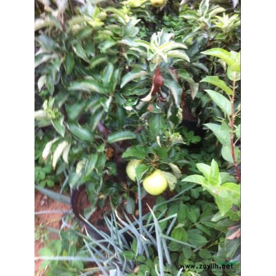 北海道黄杨批发,北海道黄杨基地,