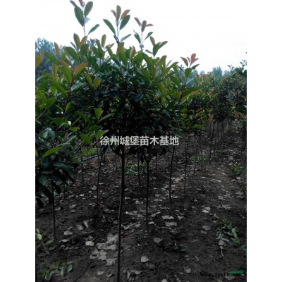 供应大批量冬青