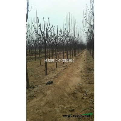 绚丽海棠1500棵，山东货源