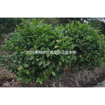 供应海棠，品种优良，欢迎来电