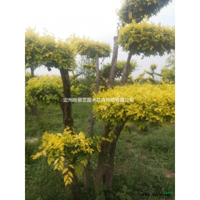 河北地区金枝槐