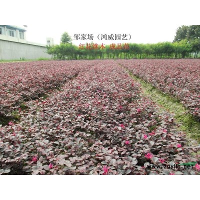 红叶石楠