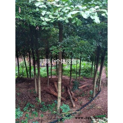 出售各规格南方红豆杉、金丝楠木、银杏