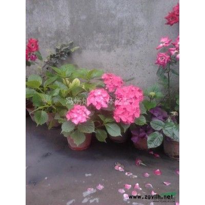 八仙花毛球 规格50x30数量4000株，苗在杭州