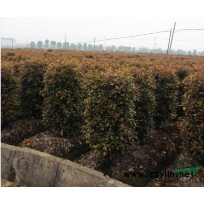 常年供应各种规格的红叶石楠柱子和球型