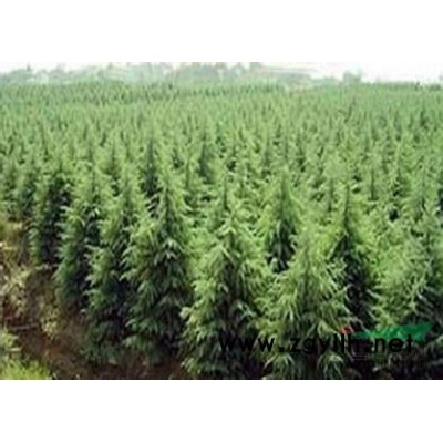 6公分大叶女贞价格，*新6公分大叶女贞价格