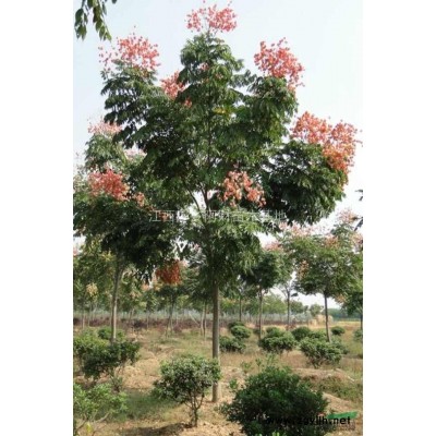 江西原生枫香大量供应,原生枫香规格*