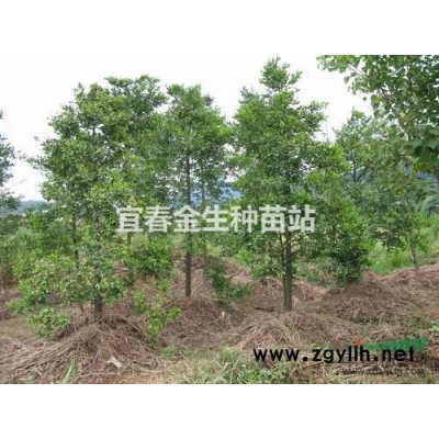 江西竹柏低价出售，8公分竹柏报价