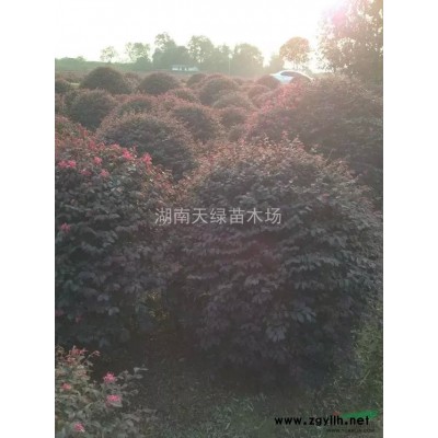 金森女贞、湖南金森女贞、金森女贞球、金森女贞价格