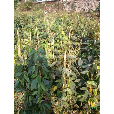 西南地区红花继木，贵阳红花继木球供应，