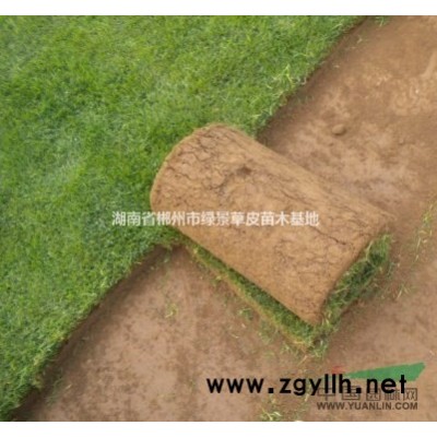 湖南草坪的几种草皮植物选择