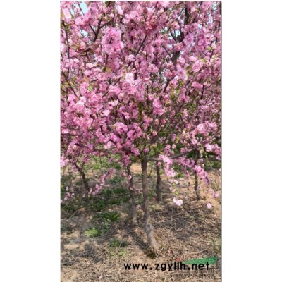优质重瓣榆叶梅,紫叶矮樱,丛生矮樱,树形好