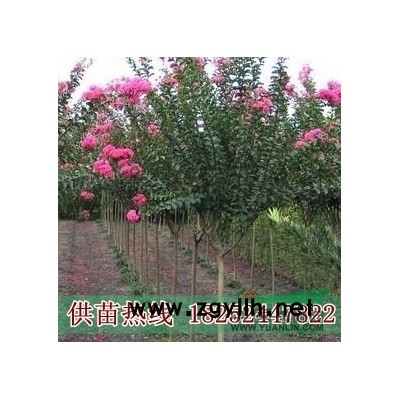 江苏省*低价 3公分红花紫薇10万株