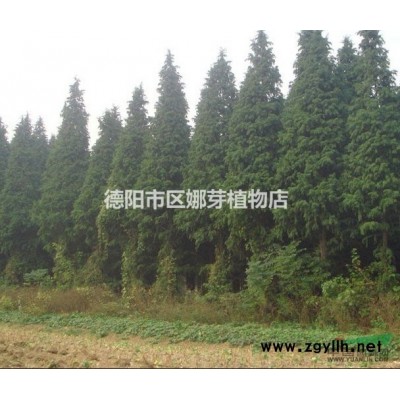 水杉树，德阳水杉，德阳水杉树