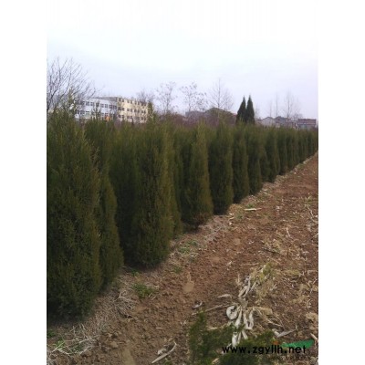 供应 蜀桧 紫荆 榆叶梅 紫叶桃 金叶榆 紫玉兰