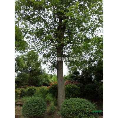 大量供应银杏、栾树、桂花、香樟、红叶石楠各种绿化苗木