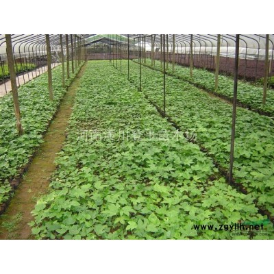 酒金柏 酒金柏*新报价 河南酒金柏基地