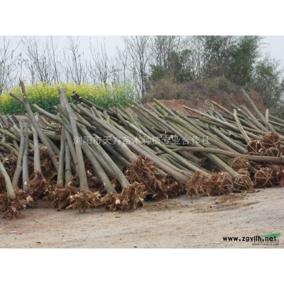 批发桃叶珊瑚|十大功劳|龟甲冬青|六月雪|栀子花|小叶女贞