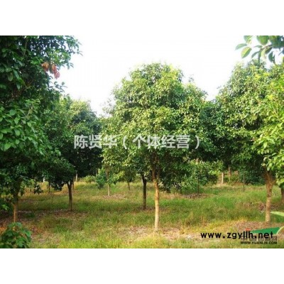 大批桂花树出售