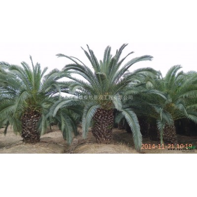 福建福州凤尾丝兰低价出售