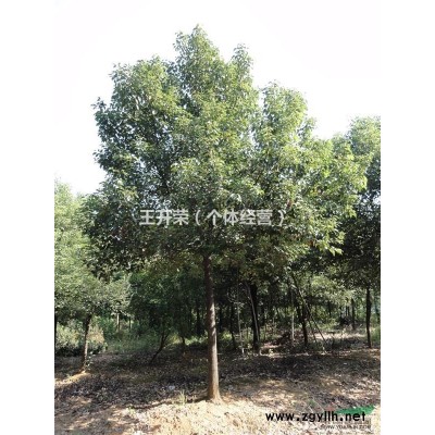 香樟，香樟树，香樟树价格，香樟树批发价格