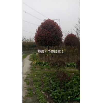 优价出售各规格银杏，桂花，紫薇，樱花，红花玉兰等绿化苗木。